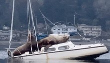 Insólito: leões-marinhos sobem em cima de barco e o afundam