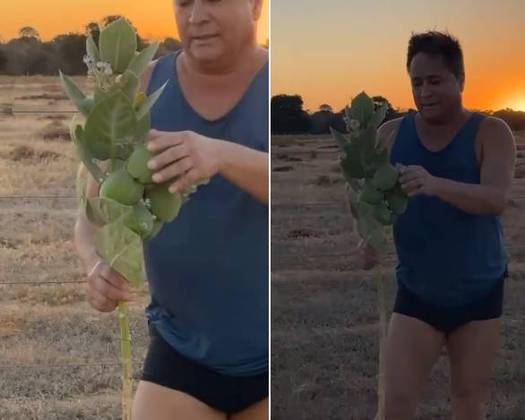 Nos fins de tarde, Leo costuma caminhar. Em um desses dias, o músico mostrou um pé de pêssego que encontrou pela fazenda