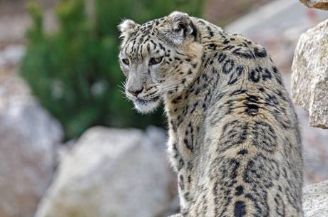Resultado de imagem para Criança é morta por leopardo no Parque Nacional Kruger, na ÃÂfrica do Sul
