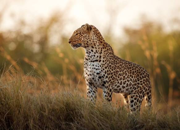 Leopardo-africano