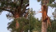 Leopardo esganado escala árvore com antílope inteiro na boca