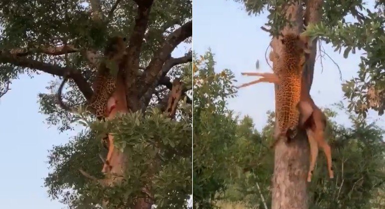 Leopardo escalou árvore com antílope inteiro na boca