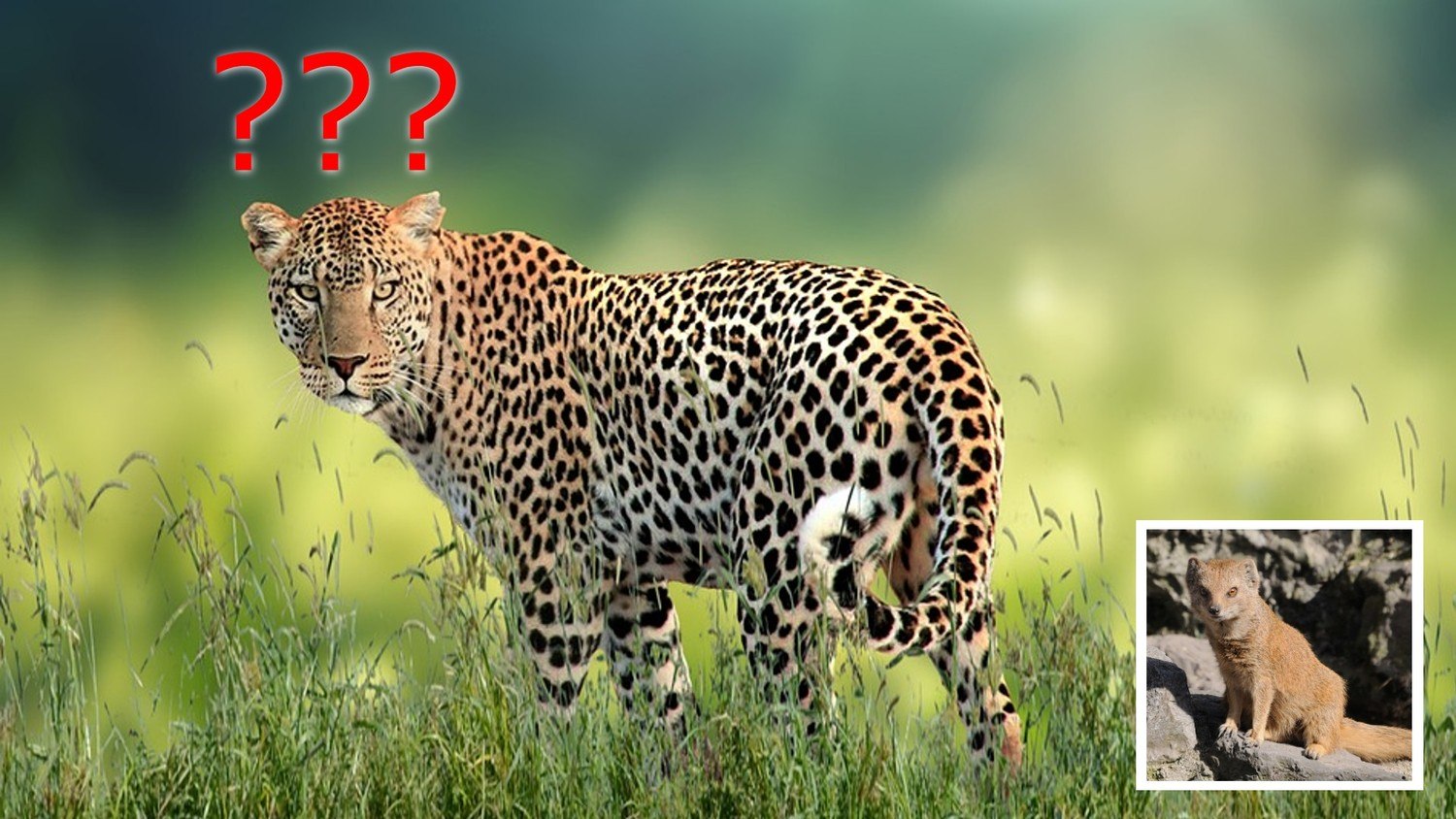 como conseguir a leopardo