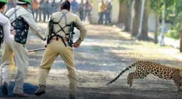 Leopardo é procurado na Índia, após invadir área residencial e deixar cinco pessoas feridas