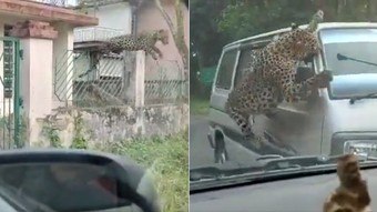 Leopard sets the madman in town, leaves 13 injured and still at large – Notícias