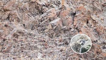 Tente encontrar um leopardo camuflado nesta imagem (Montagem/R7)