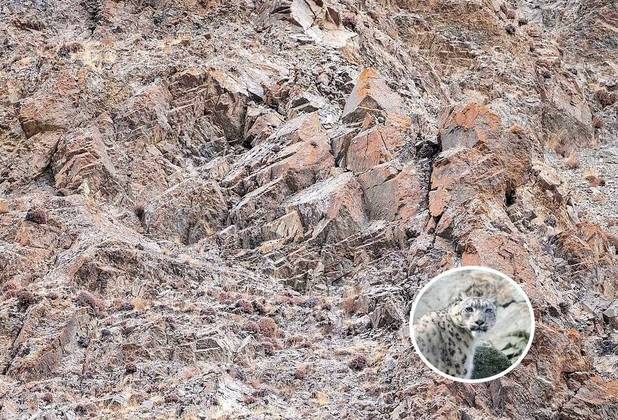 Um leopardo é um predador que depende bastante do fator surpresa para ser efetivo em caçadas. Para isso, várias das espécies se tornaram mestres da camuflagem, e representam um desafio até mesmo para os olhos humanos mais atentos. A imagem acima, feita pelo norte-americano Max Waugh, é uma mostra disso. Nela, um felino está escondido