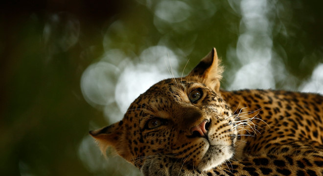 Leopardo descansando na Reserva de Caça Mashatu do Botsuana