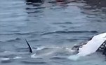 Dois tubarões-brancos dos grandes se fartaram na carcaça de uma baleia-jubarte morta, na costa de Massachusetts (EUA)CONFIRA AQUI O CONTEÚDO NA ÍNTEGRA!