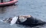 Um grupo de turistas que saiu em um passeio para observar baleias, acabou flagrando um momento aterrador