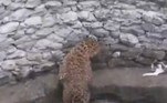 Um leopardo desabou em um poço, durante perseguição a um gato, na cidade indiana de Nashik