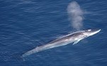 Um navio-petroleiro atracou no porto de Mizushima, na cidade japonesa de Kurashiki, com uma baleia morta de quase 10 m de comprimento presa à proa