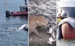 Vem tranquilo: leopardo persegue gato, mas acha adversário à altura. Navio-petroleiro atraca em porto com baleia morta presa à proa. Tubarões enormes devoram baleia-jubarte e turistas aplaudem. A seguir, os conteúdos mais lidos do HORA 7 na última semana!