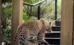 Ao que tudo indica, o leopardo usou o local para ter um vislumbre maior da presa