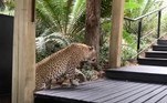 Segundo ela, o felino estava atrás de um bauala, antílope encontrado em diversas regiões da África SubsaarianaVeja também: 'Nova Barbie Humana' arrecada dinheiro de fãs para retirar costelas