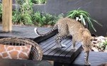 A hóspede já havia reparado no leopardo horas antes da invasãoBombou no HORA 7! Bebê adulto: homem foi demitido de vários empregos por usar fraldas