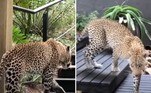 O leopardo acima invadiu o restaurante de um hotel na reserva Sabi Sands, na África do Sul, enquanto tentava caçar um antílope