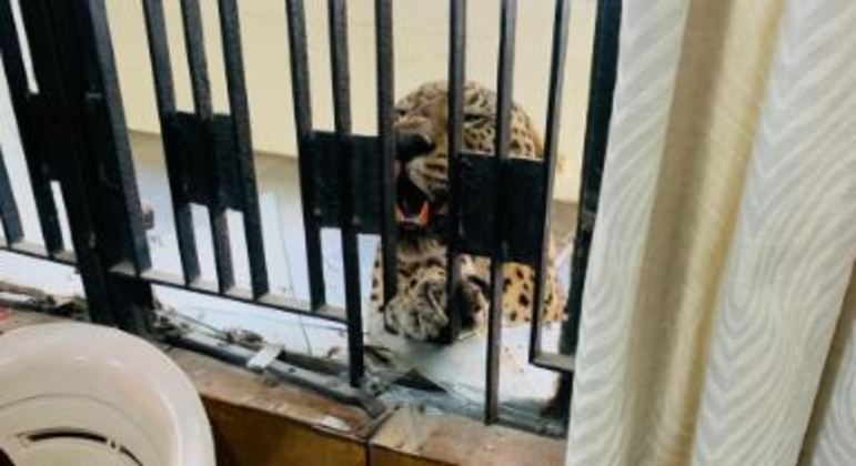 Leopardo feriu ao menos cinco pessoas após invadir tribunal na Índia
