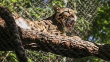 Leopardo desaparece da jaula em zoológico, mas reaparece no próprio zoológico