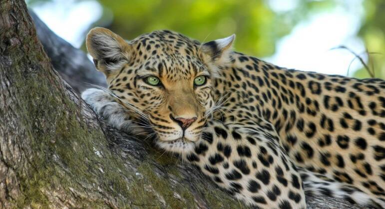 leopardo - maiores felinos do mundo