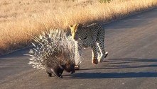 Porco-espinho resiste bravamente a 90 minutos de ataques de leopardo 