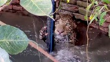 Leopardo é resgatado após quase se afogar nas águas de poço