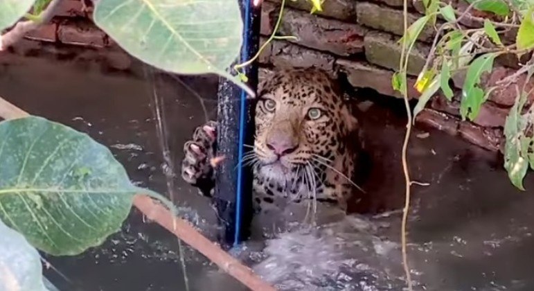 Leopardo foi resgatado após quase de afogar em poço na Índia