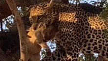 Leopardo oportunista rouba filhote de leão e o devora sobre árvore