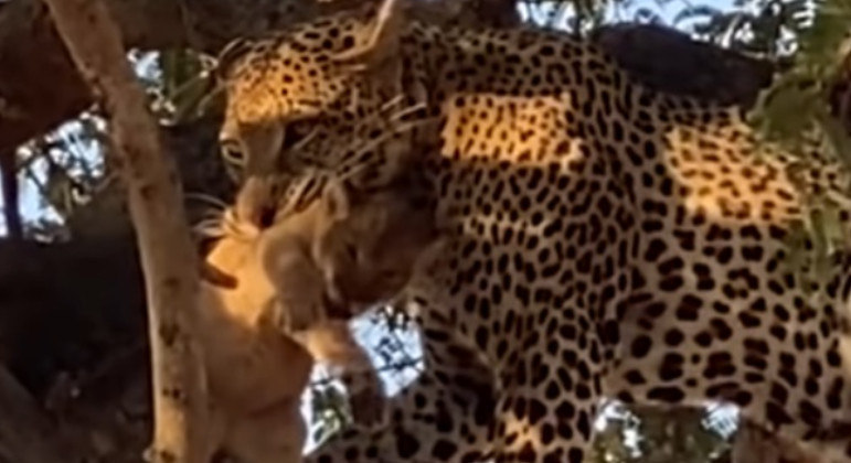 Leopardo oportunista roubou e devorou filhote de leão