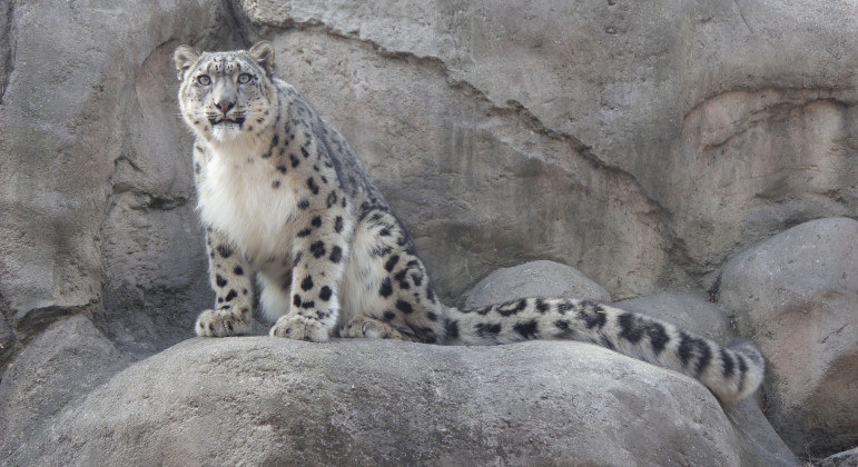Leopardos-das-neves morreram em zoológico dos EUA após contraírem Covid-19