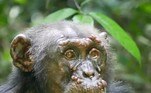Segundo ele, ao menos quatro chimpanzés foram identificados com sintomas já graves de hanseníase e projeta que será muito difícil tratá-los, uma vez que dar antibióticos para animais selvagens pode ser algo bastante complexo. Novos estudos serão feitos para tentar rastrear a dinâmica da doença entre os primatas selvagensNÃO VÁ EMBORA: Moradora descobre que visitante noturno era lesma na campainha