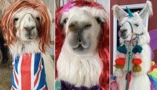 Princesas da Disney, unicórnios e até Spice Girls: Lhamas fantasiadas fazem o maior sucesso no TikTok