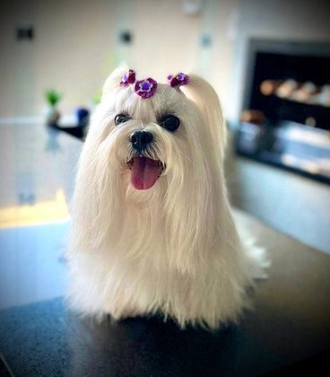 2. Lhasa Apso: esta raça possui pelos longos e densos, geralmente de uma única cor. São amorosos e companheiros.Ainda de acordo com a veterinária da Clínica Thieres, a facilidade de transporte dos animais devido ao tamanho e ao temperamento calmo contribuem na rotina de uma pessoa com idade mais avançada e deseja tem um bichinho de estimação