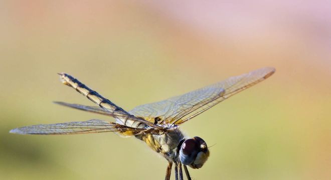 Libélula - Características, reprodução, habitat, importância e simbologia