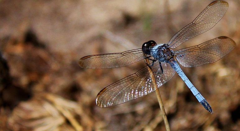 Nova espécie de libélula foi descoberta por professor no campus da Ufscar