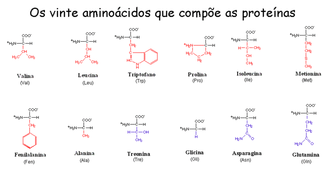 Ligação peptídica - O que é, como ocorre e estrutura do aminoácido