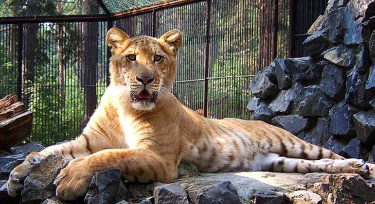 ligre - maiores felinos do mundo