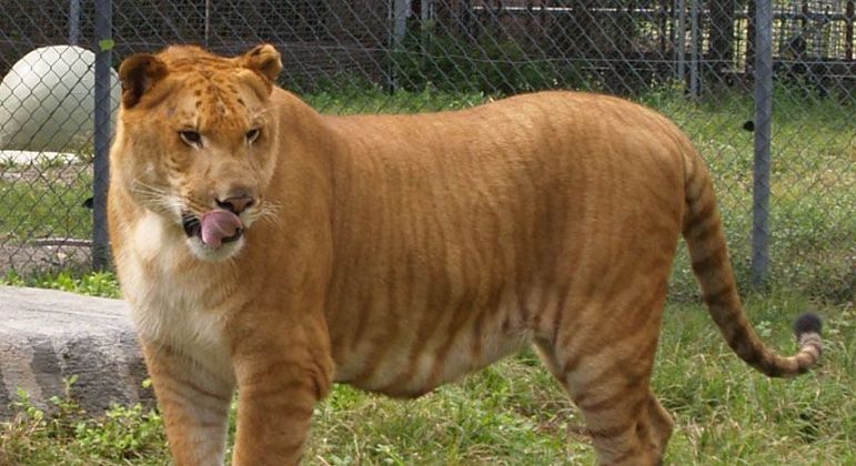 Ligre - principais características do animal híbrido de leão e tigre