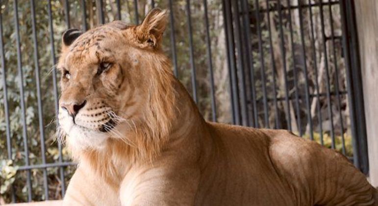 Ligre - principais características do animal híbrido de leão e tigre