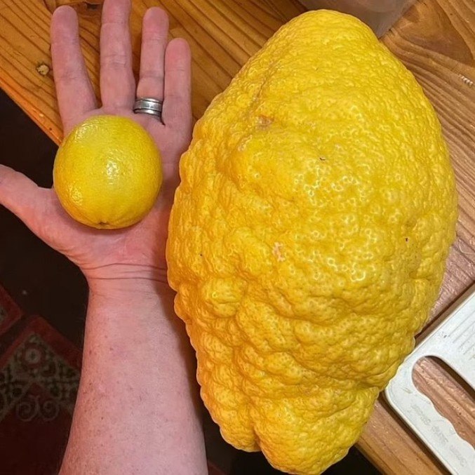 Limão gigante tem quase o tamanho do antebraço da chef de cozinha