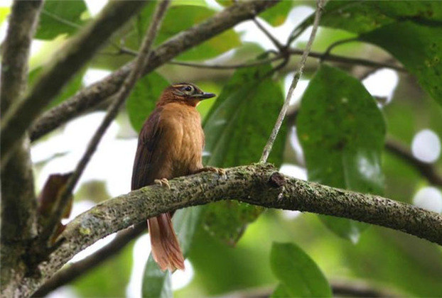 Limpa-folha-do-Nordeste: Essa ave de pequeno porte habitava as florestas montanhosas do Nordeste do Brasil. Ela foi descrita em 1979 e considerada extinta em 2019, devido à destruição do habitat e à caça predatória.