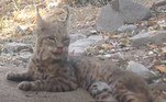 ... ele ainda retornou ao campo de batalha para lamber os beiçosEm outro flagrante surpreendente da natureza, um bagre abocanhou uma cobra enquanto era atacado por outra cobra. Confira a seguir!