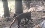 Após carregar o réptil para devorá-lo...Veja também: Macacos descem o sarrafo em jiboia para salvar integrante do bando