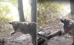  Um lince e uma cascavel travaram um duelo dramático pela vida, na Floresta Nacional de Angeles, na Califórnia (EUA)