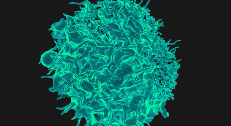 Linfócito T (imagem) é responsável por detectar e eliminar células anormais