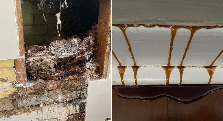 Líquido que escorria de parede em casa australiana vinha de colmeia gigantesca