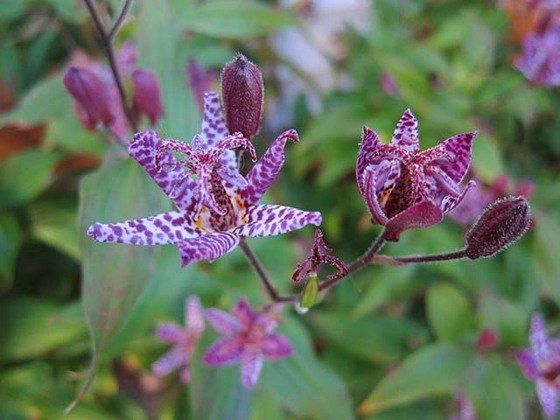 Lírio Sapo - Originária do Japão, floresce quando a maioria das outras plantas com flores termina de florescer. Gosta de sombra e umidade. Lembra uma estrela-do-mar, com pintinhas. 