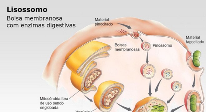 Lisossomos - conceito, tipos e estrutura