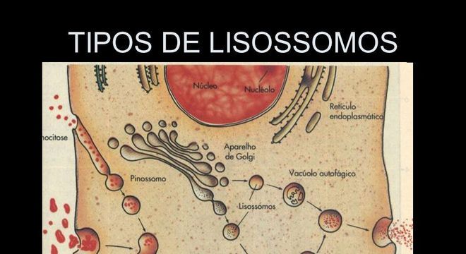 Lisossomos - conceito, tipos e estrutura