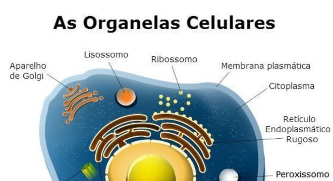 Lisossomos - conceito, tipos e estrutura